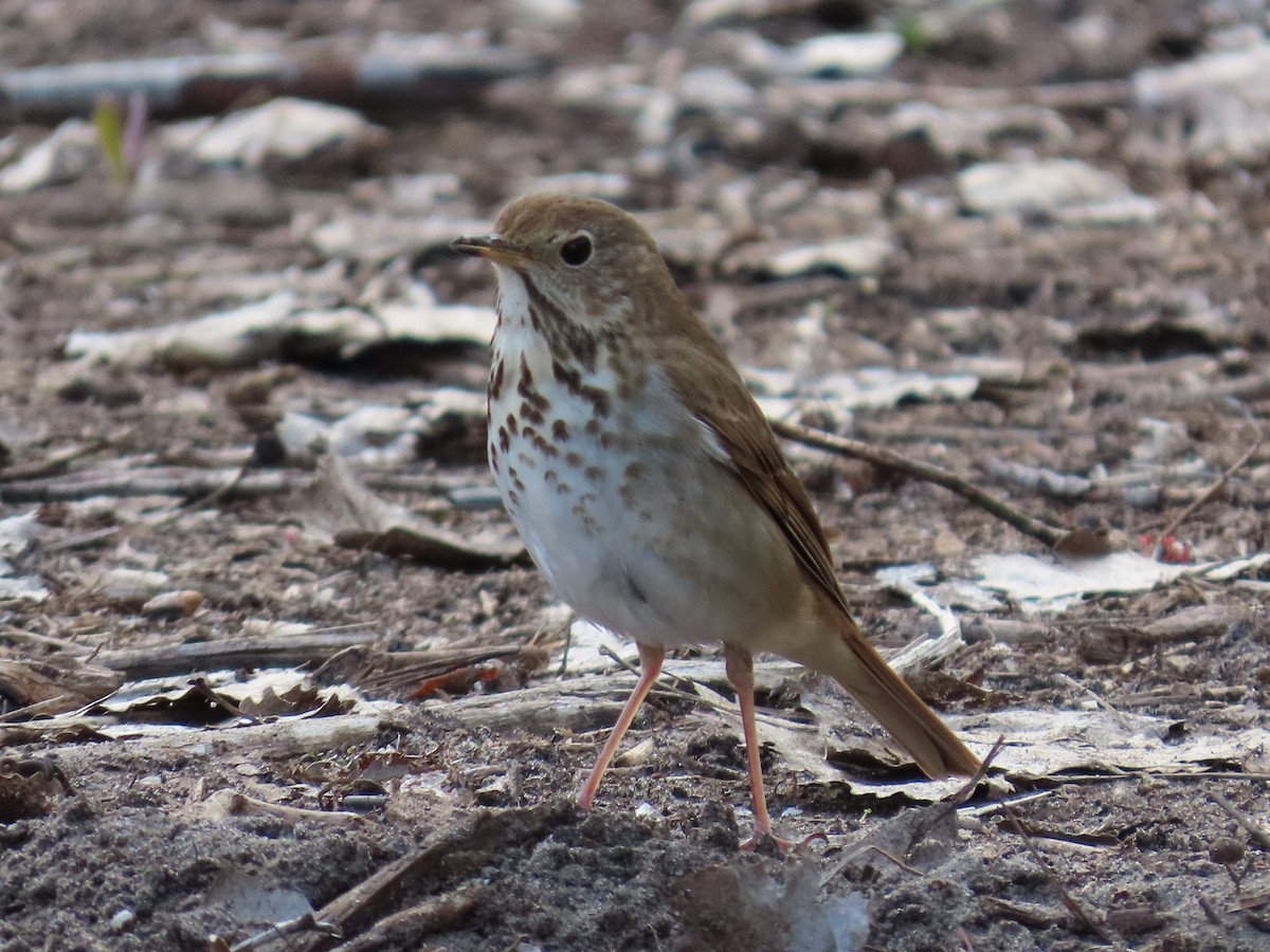 Hermit Thrush - ML639151408