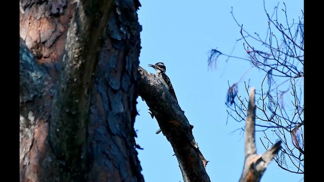 Hairy Woodpecker - ML639151501