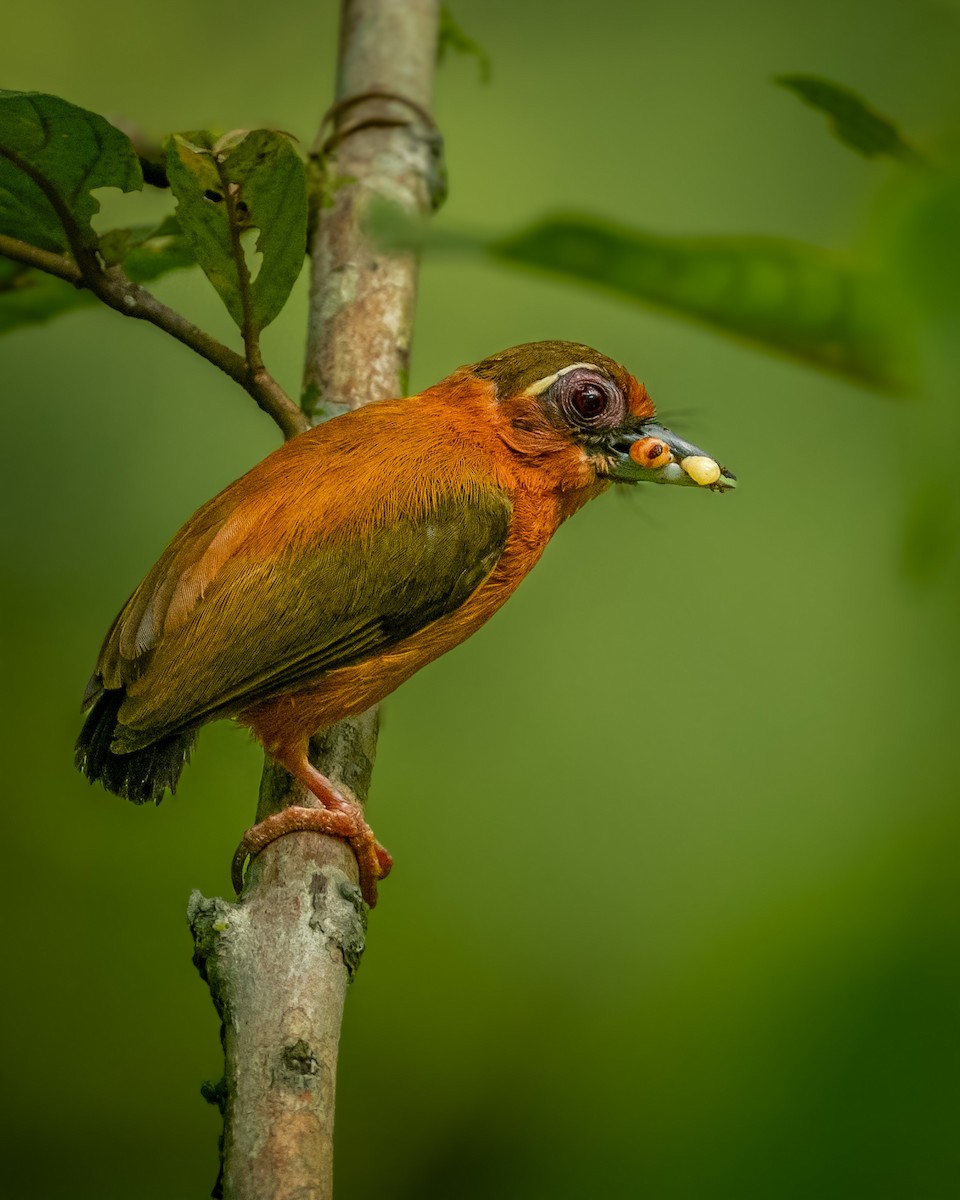 White-browed Piculet - ML639151516