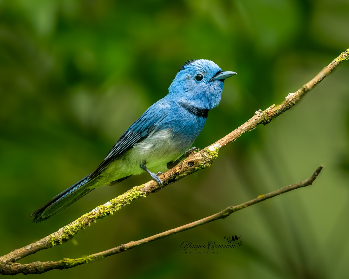 Black-naped Monarch - ML639151521