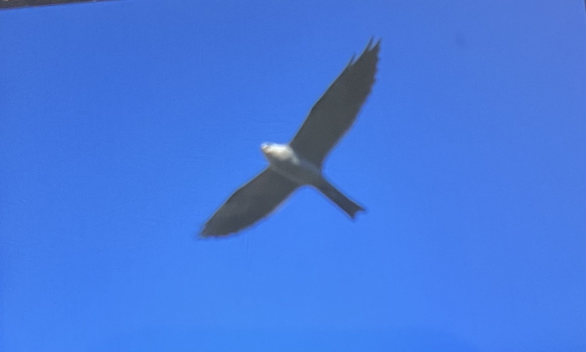 iktinie mississippská - ML639151523