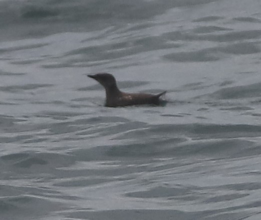 Marbled Murrelet - ML639151528