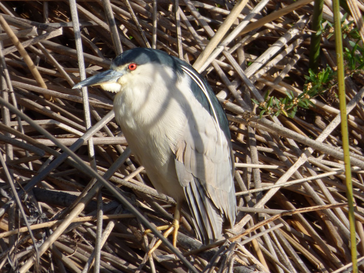 Black-crowned Night Heron - ML639151529