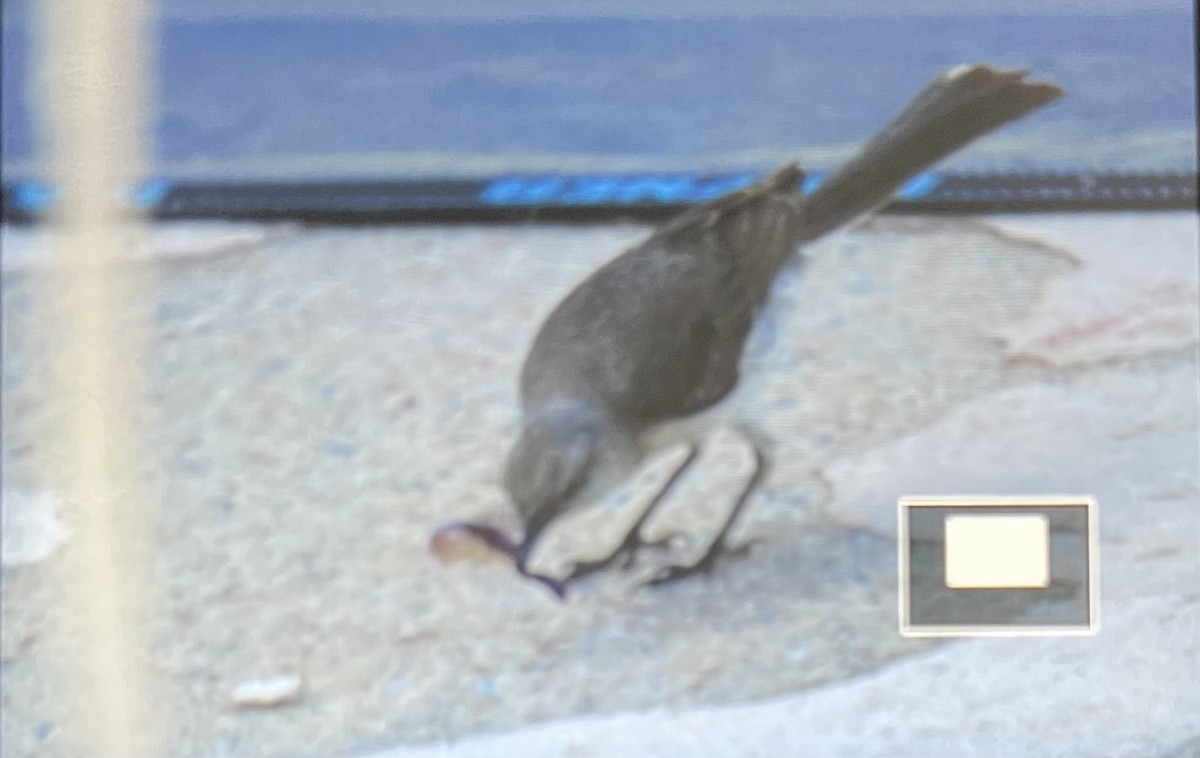 drozdec mnohohlasý - ML639151537