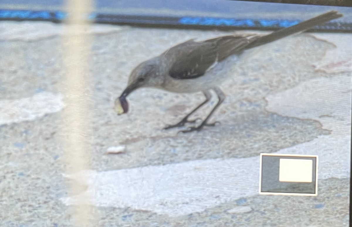 drozdec mnohohlasý - ML639151538