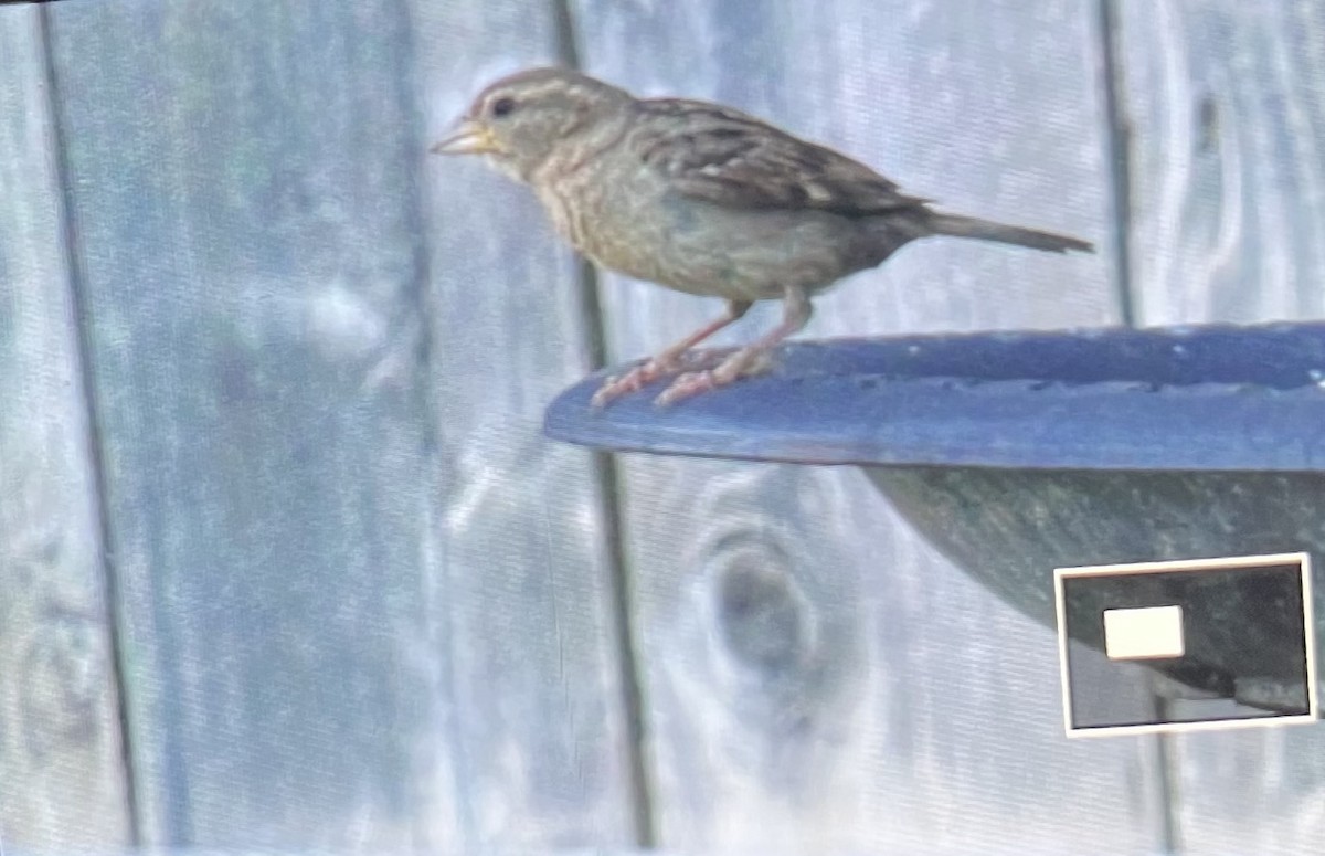 vrabec domácí - ML639151541