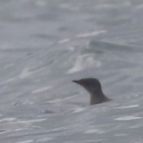 Marbled Murrelet - ML639151551