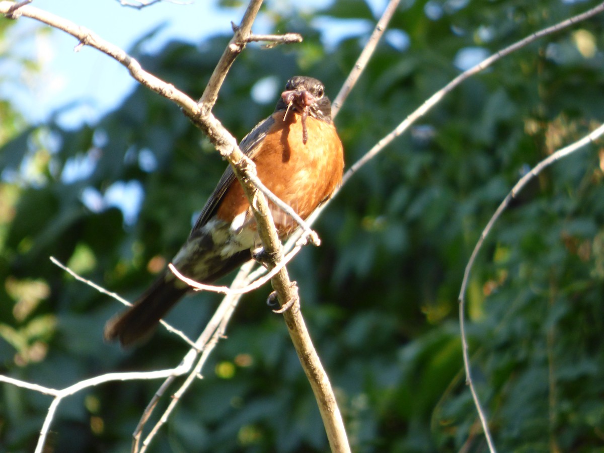 American Robin - ML639151590