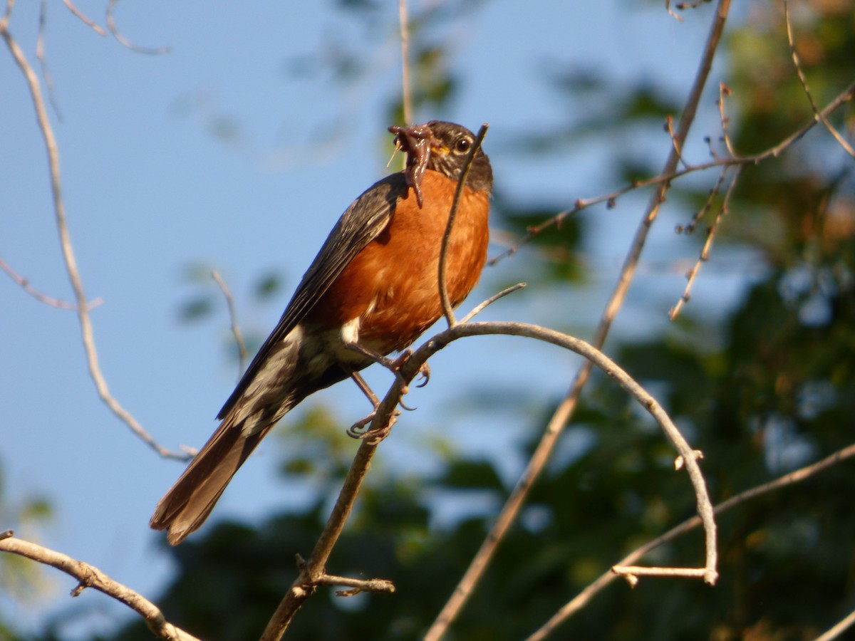 American Robin - ML639151596