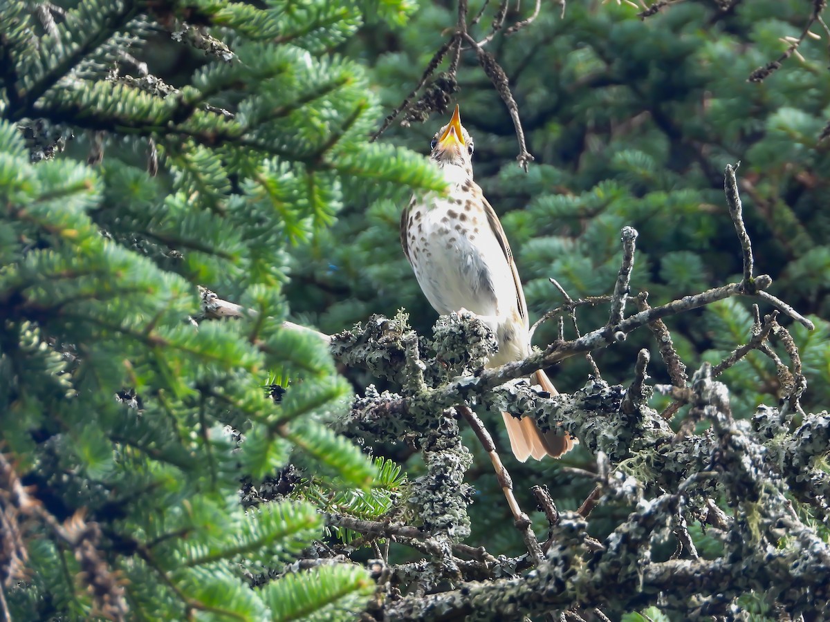Hermit Thrush - ML639151633