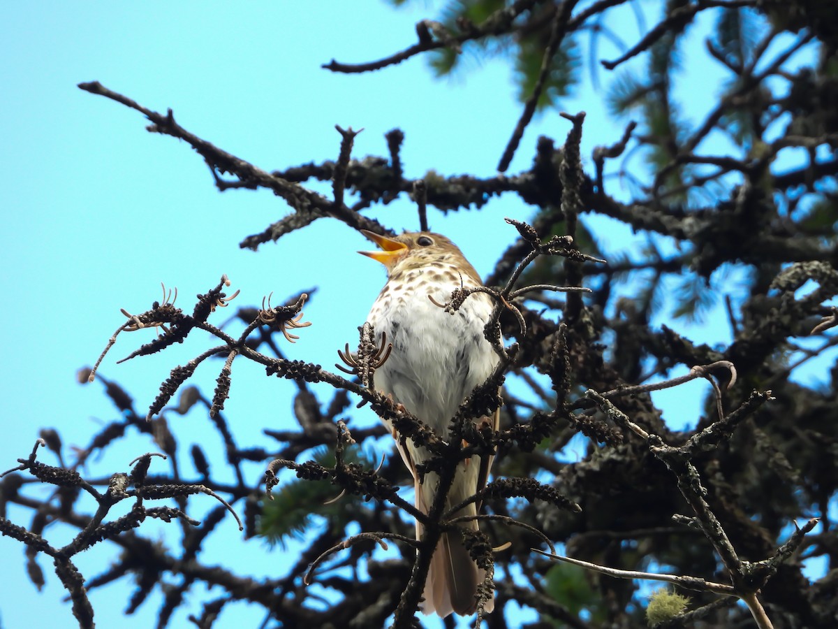 Hermit Thrush - ML639151634