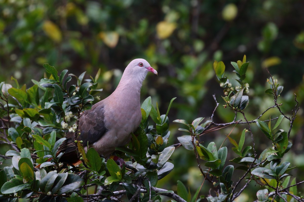 Pink Pigeon - ML639151748