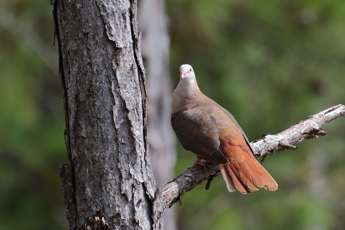 Pink Pigeon - ML639151749