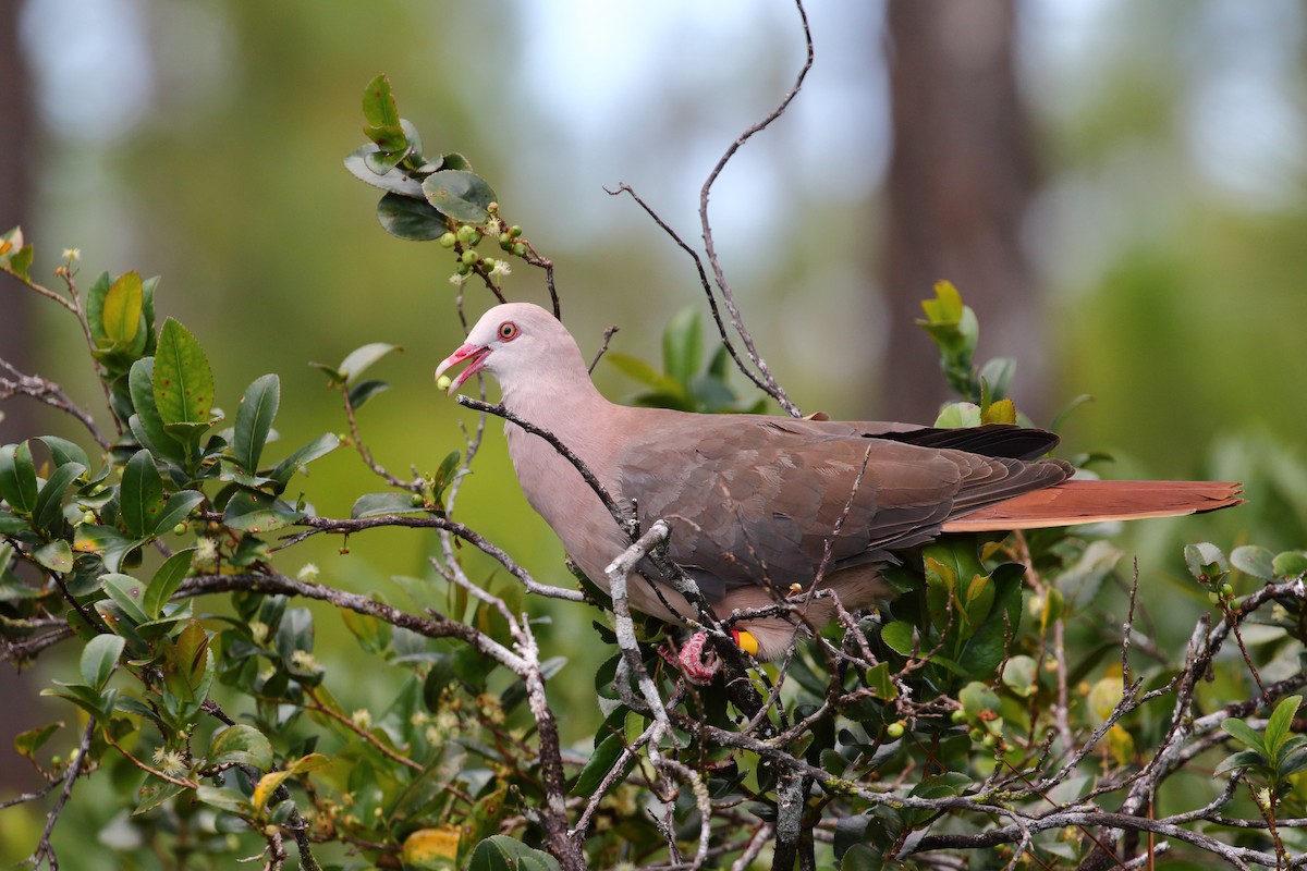 Pink Pigeon - ML639151751