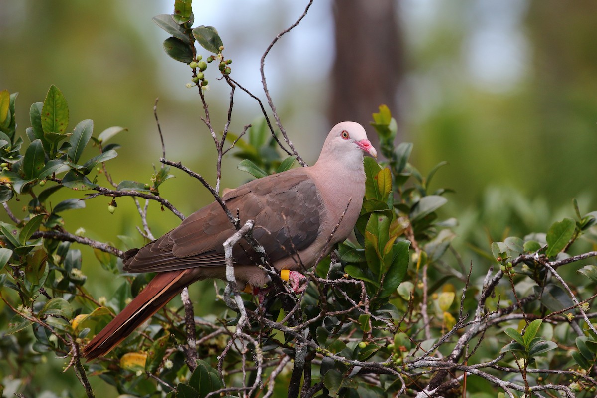Pink Pigeon - ML639151752