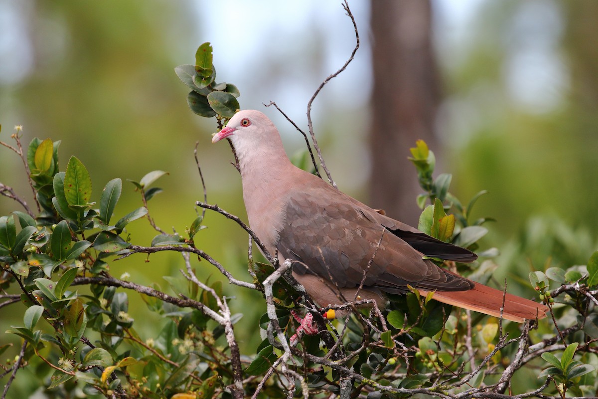 Pink Pigeon - ML639151753