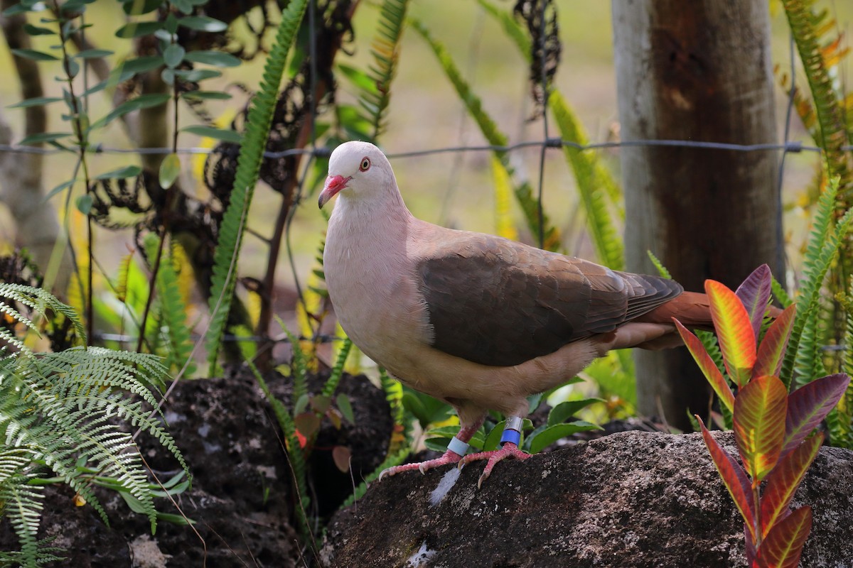 Pink Pigeon - ML639151754
