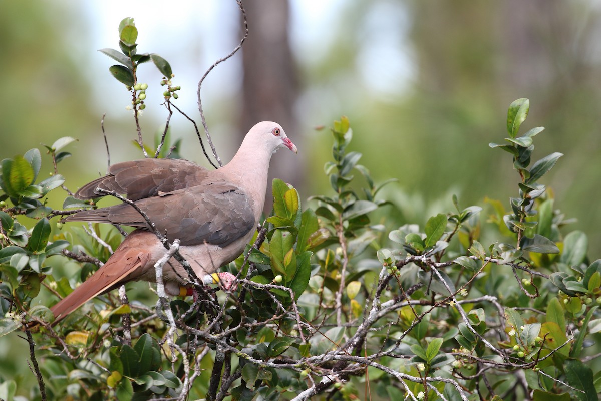 Pink Pigeon - ML639151755