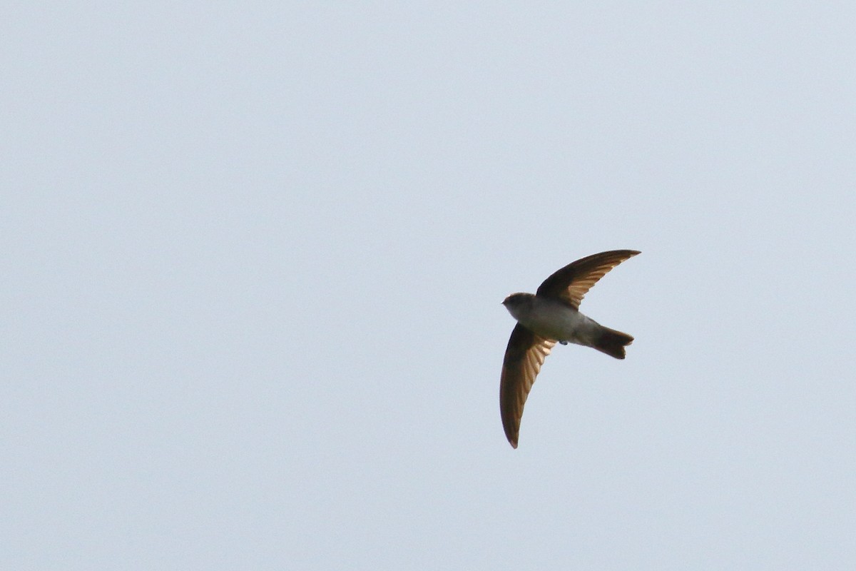 Mascarene Swiftlet - ML639151765