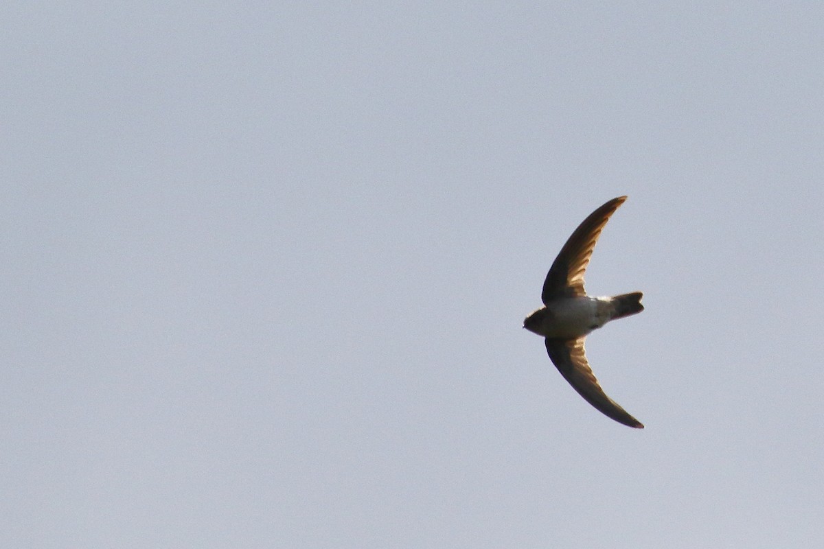 Mascarene Swiftlet - ML639151766