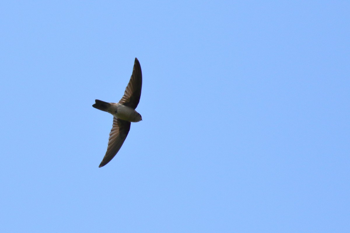 Mascarene Swiftlet - ML639151767