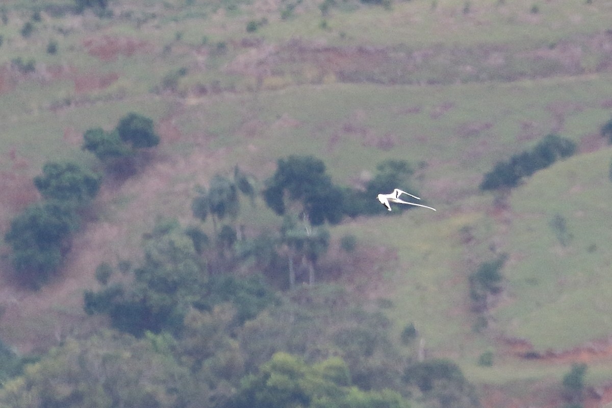 White-tailed Tropicbird - ML639151774