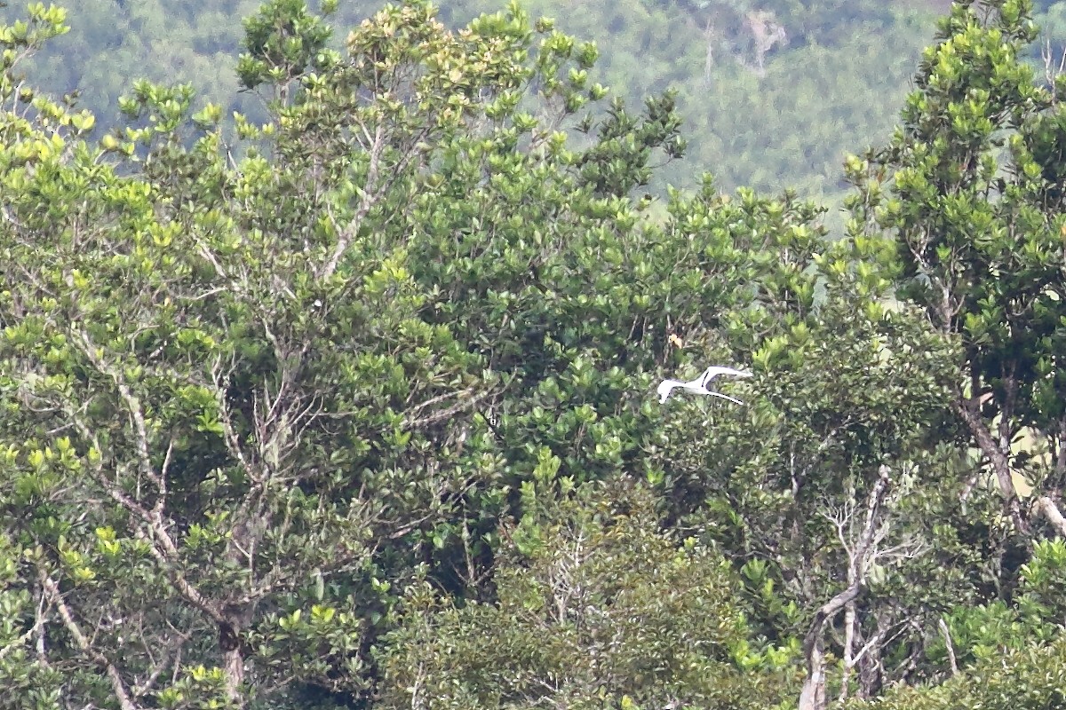 White-tailed Tropicbird - ML639151775