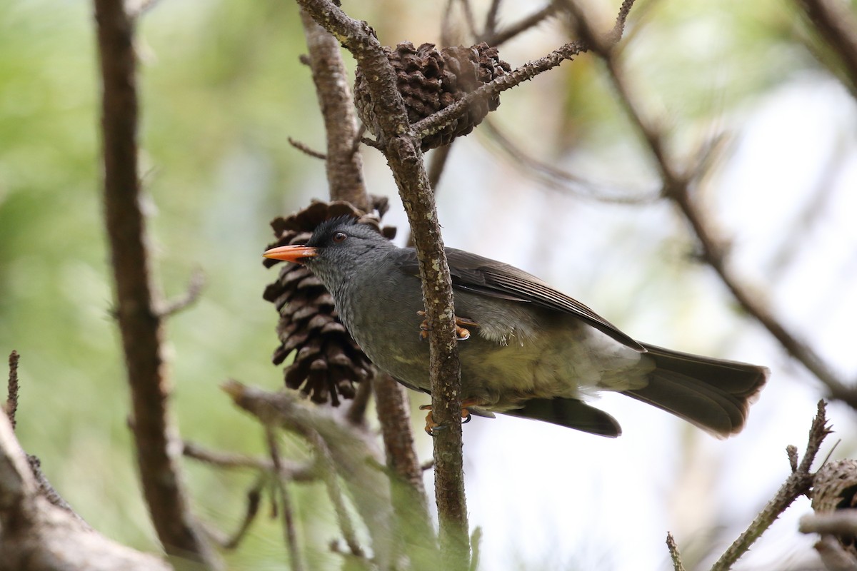 Mauritius Bulbul - ML639151780