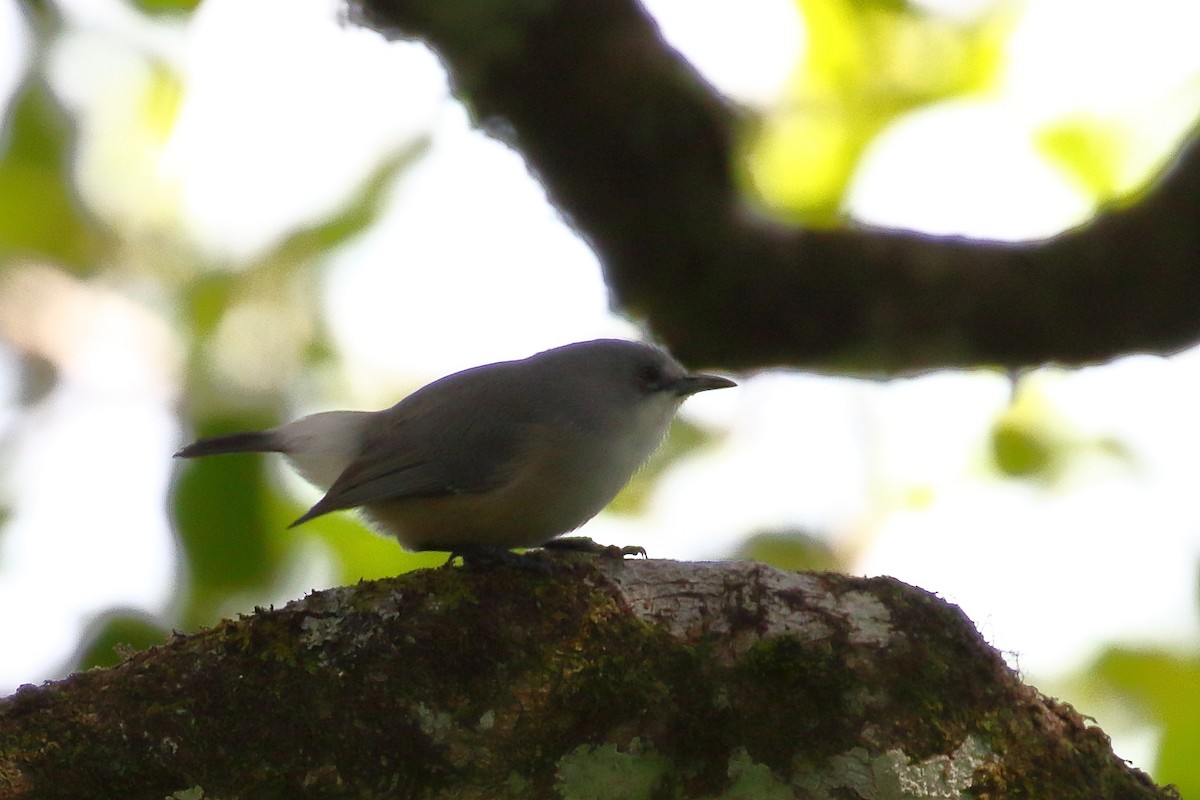 Mauritius White-eye - ML639151785