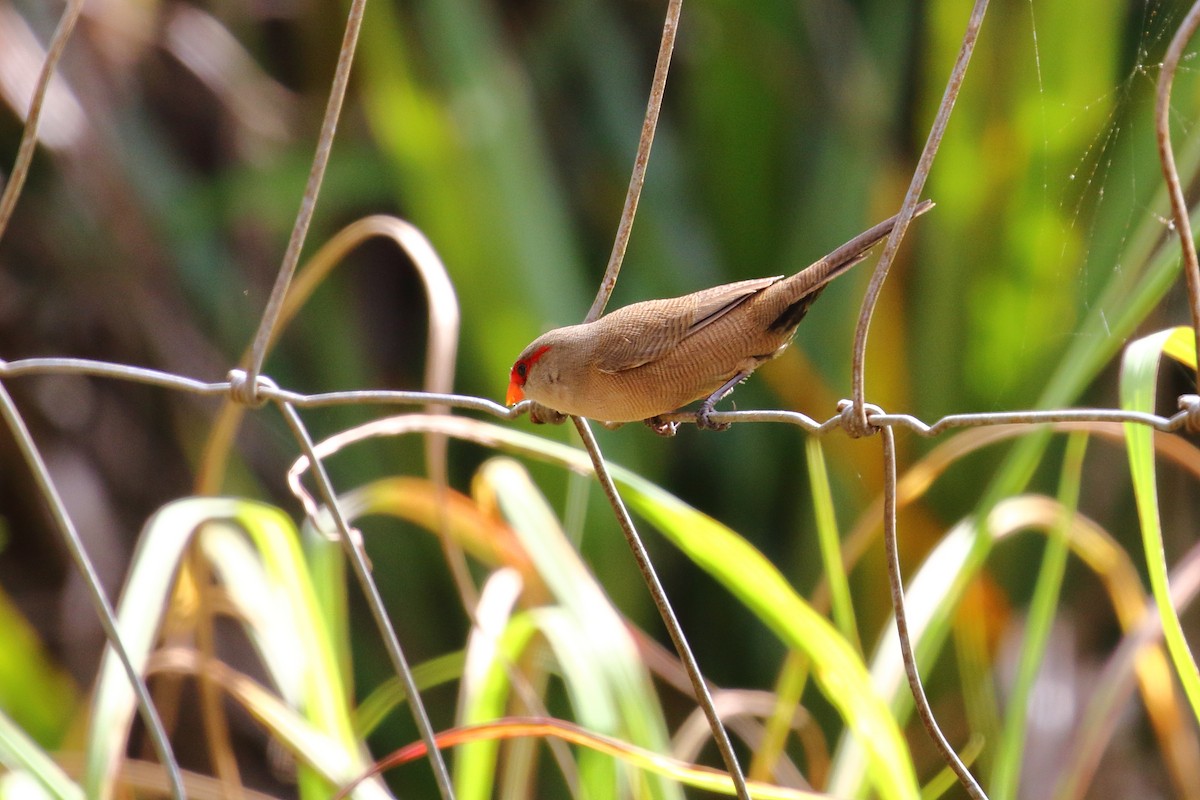 Common Waxbill - ML639151796