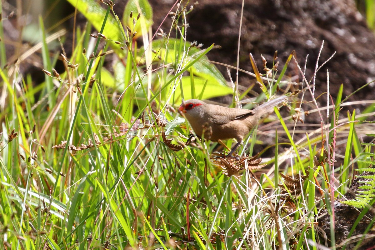 Common Waxbill - ML639151797