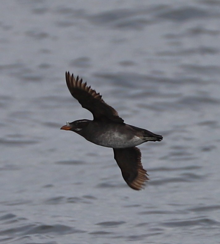 Rhinoceros Auklet - ML639151859