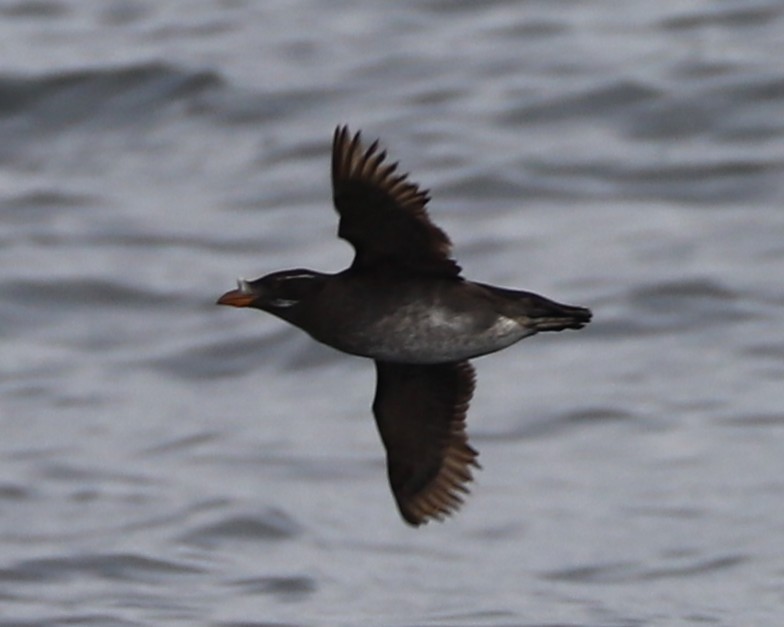 Rhinoceros Auklet - ML639151862