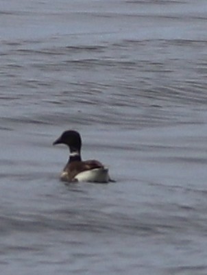 Mallard - ML639151906