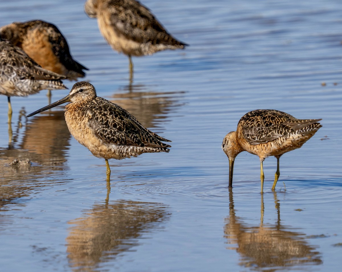 Long-billed Dowitcher - ML639151966