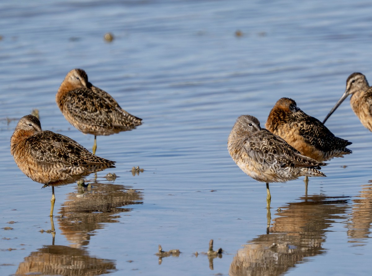 Long-billed Dowitcher - ML639151967