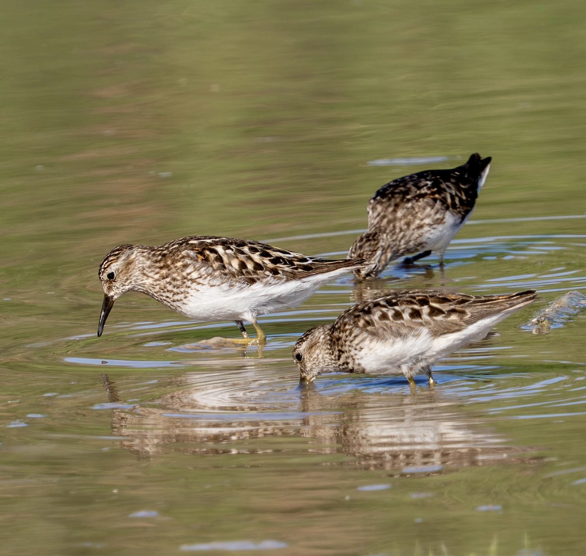 Least Sandpiper - ML639151985