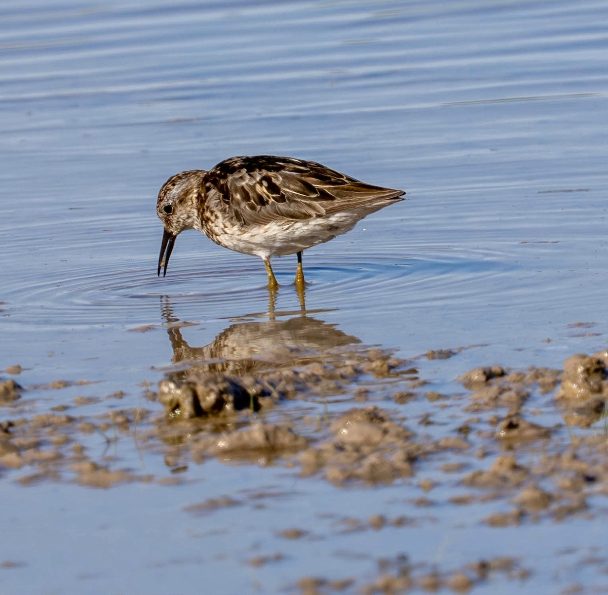Least Sandpiper - ML639151986