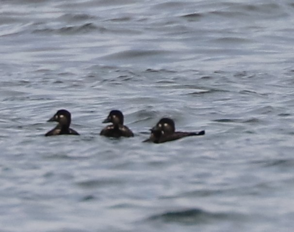 Surf Scoter - ML639152004