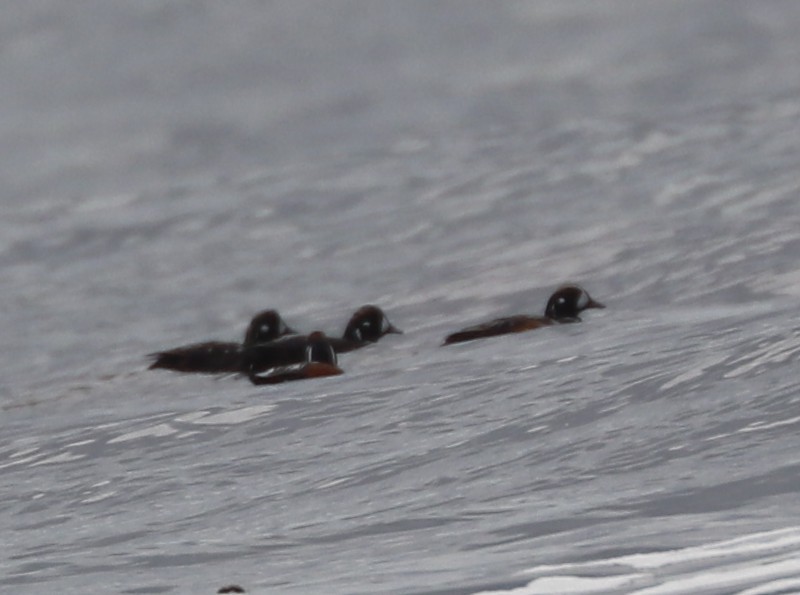 Harlequin Duck - ML639152012