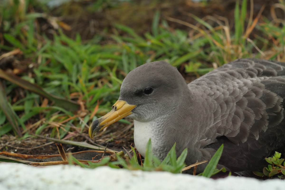 Cory's Shearwater - ML639152019