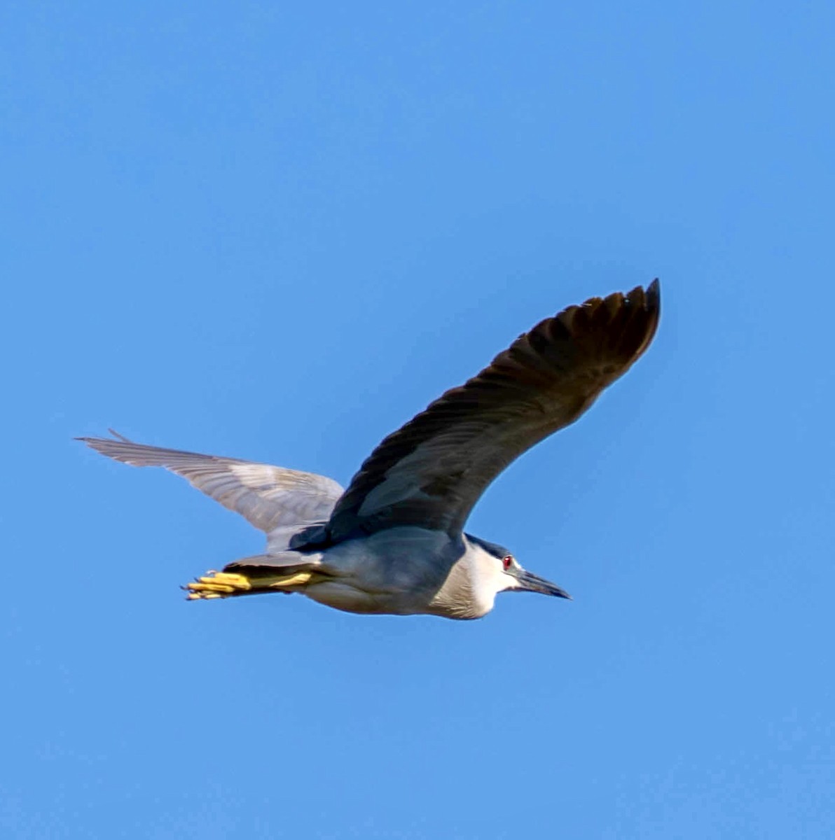 Black-crowned Night Heron - ML639152127