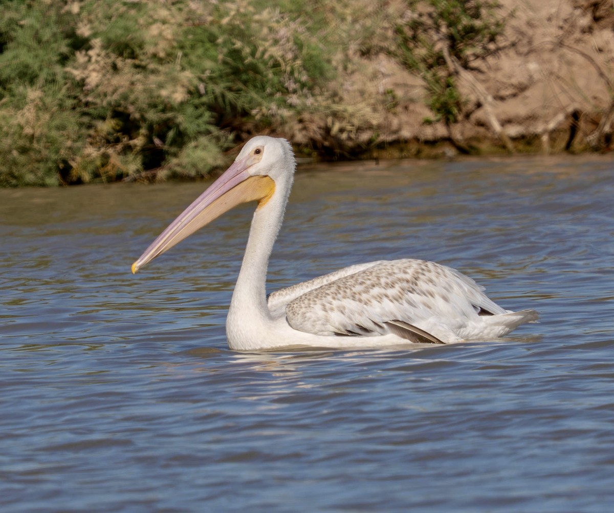 American White Pelican - ML639152153