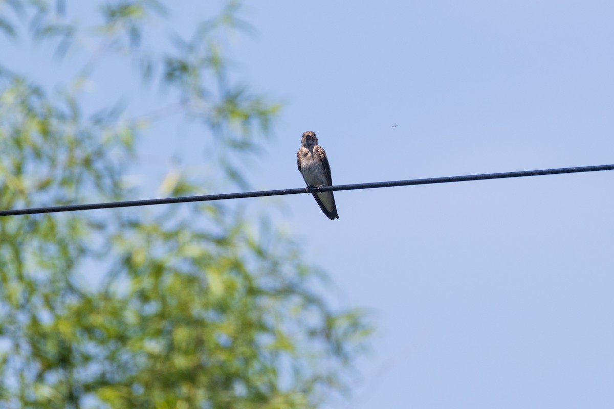 Hirondelle à ailes hérissées - ML639152183