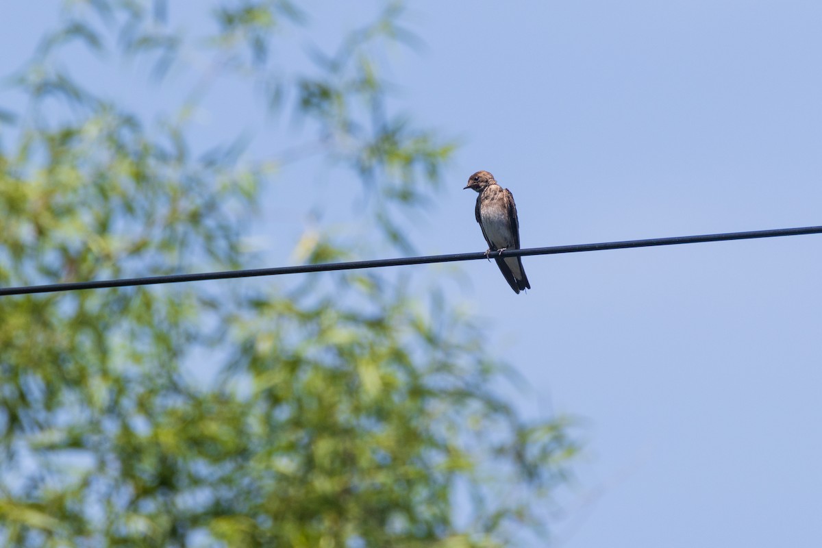 Hirondelle à ailes hérissées - ML639152186