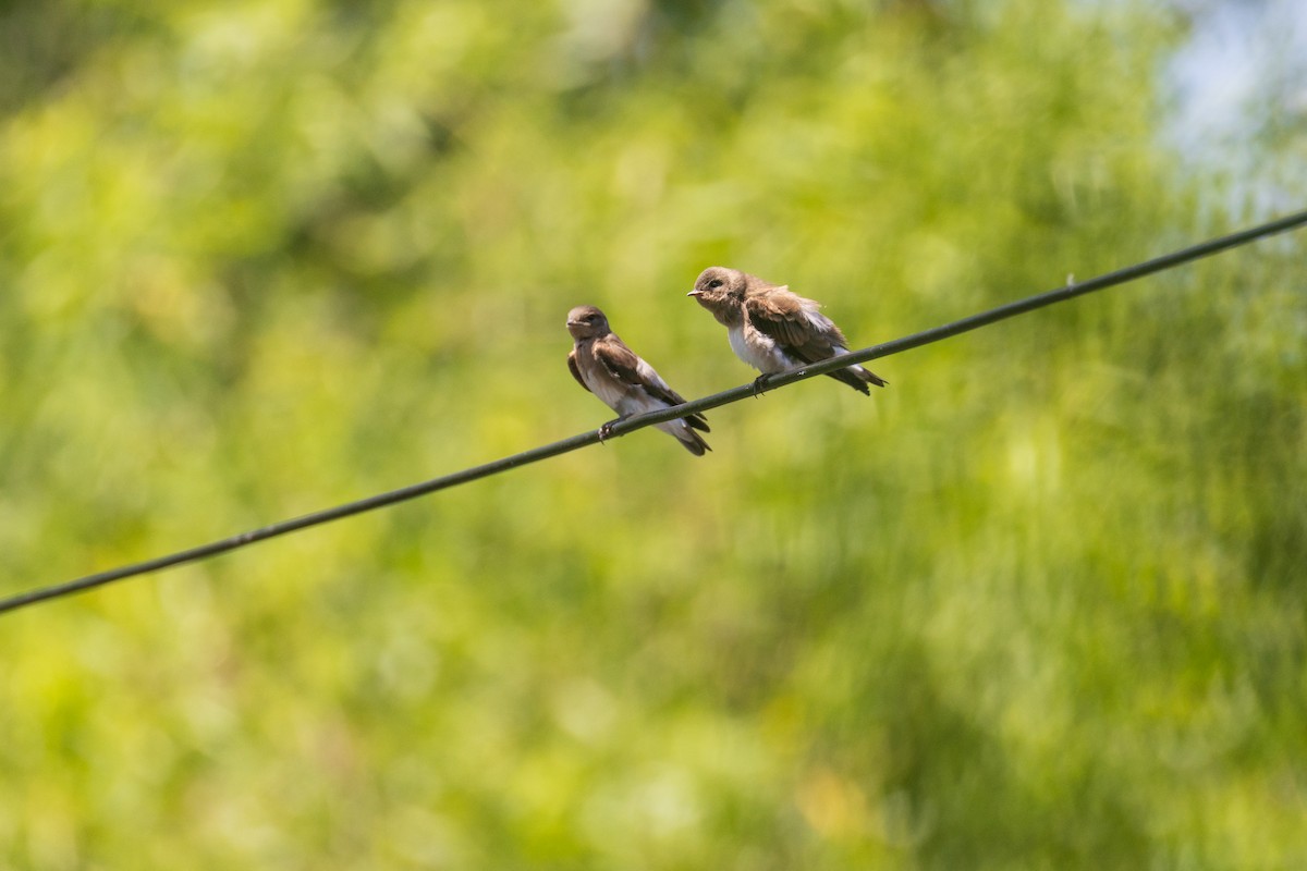 Hirondelle à ailes hérissées - ML639152187