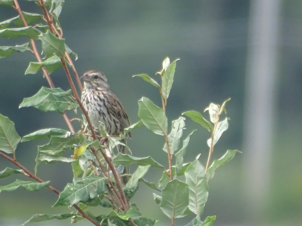 Song Sparrow - ML639152194