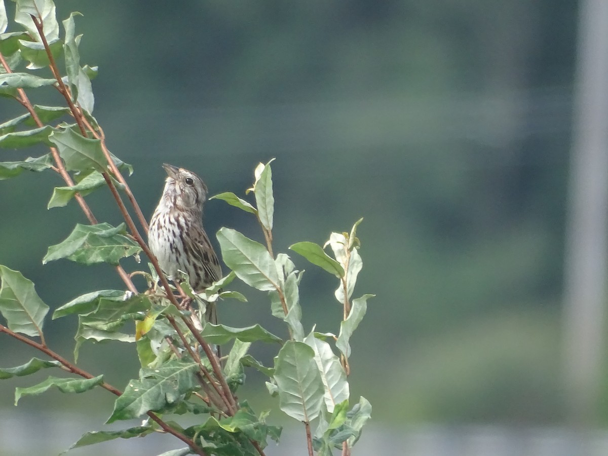 Song Sparrow - ML639152195