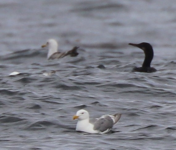 Brandt's Cormorant - ML639152274