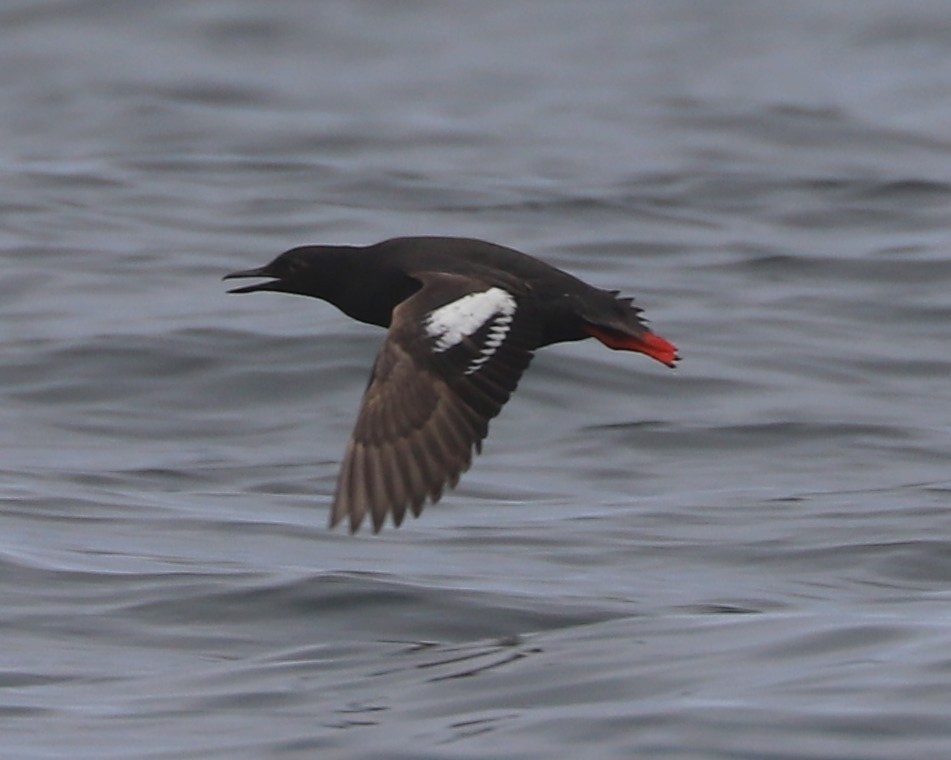 Pigeon Guillemot - ML639152296
